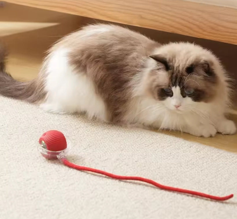 2 Juguetes Antiestrés e Inteligente para Mascotas + 1 de Regalo